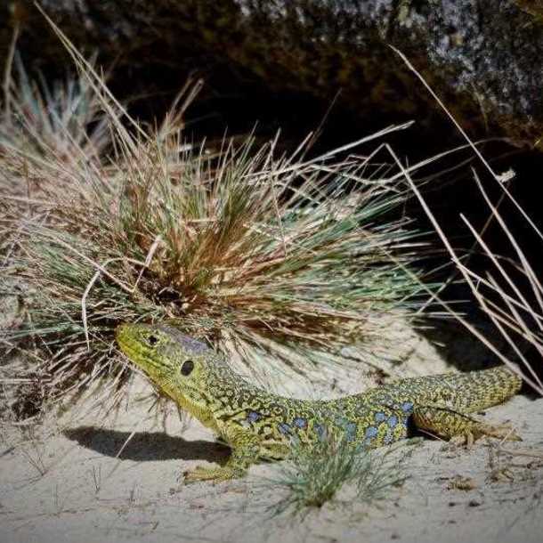 Accueil posté : Les Reptiles